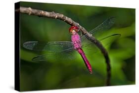 Red-tailed Pennant (Brachymesia furcata) resting on perch-Larry Ditto-Stretched Canvas