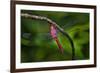 Red-tailed Pennant (Brachymesia furcata) resting on perch-Larry Ditto-Framed Photographic Print