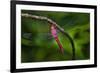 Red-tailed Pennant (Brachymesia furcata) resting on perch-Larry Ditto-Framed Photographic Print