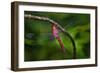 Red-tailed Pennant (Brachymesia furcata) resting on perch-Larry Ditto-Framed Photographic Print