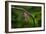 Red-tailed Pennant (Brachymesia furcata) resting on perch-Larry Ditto-Framed Photographic Print