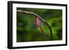 Red-tailed Pennant (Brachymesia furcata) resting on perch-Larry Ditto-Framed Photographic Print