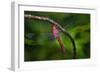 Red-tailed Pennant (Brachymesia furcata) resting on perch-Larry Ditto-Framed Photographic Print