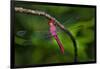 Red-tailed Pennant (Brachymesia furcata) resting on perch-Larry Ditto-Framed Photographic Print