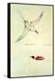 Red-Tailed Tropicbird, Phaethon Rubricauda-Sydney Parkinson-Framed Stretched Canvas