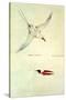 Red-Tailed Tropicbird, Phaethon Rubricauda-Sydney Parkinson-Stretched Canvas