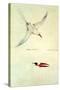 Red-Tailed Tropicbird, Phaethon Rubricauda-Sydney Parkinson-Stretched Canvas