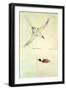 Red-Tailed Tropicbird, Phaethon Rubricauda-Sydney Parkinson-Framed Giclee Print
