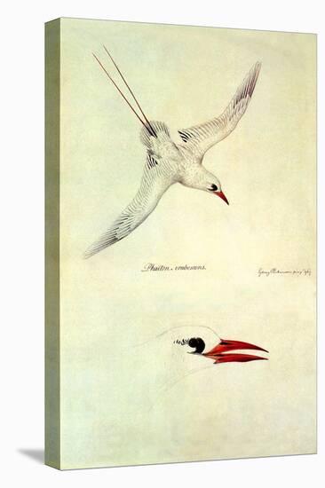 Red-Tailed Tropicbird, Phaethon Rubricauda-Sydney Parkinson-Stretched Canvas