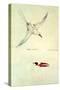 Red-Tailed Tropicbird, Phaethon Rubricauda-Sydney Parkinson-Stretched Canvas