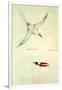 Red-Tailed Tropicbird, Phaethon Rubricauda-Sydney Parkinson-Framed Giclee Print