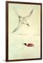 Red-Tailed Tropicbird, Phaethon Rubricauda-Sydney Parkinson-Framed Giclee Print