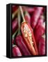 Red Thai Chillies-Greg Elms-Framed Stretched Canvas