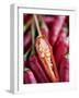 Red Thai Chillies-Greg Elms-Framed Photographic Print