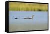 Red-Throated Diver (Gavia Stellata) Adult and Chick Onloch, Flow Country, North Scotland, July-Mark Hamblin-Framed Stretched Canvas