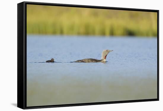 Red-Throated Diver (Gavia Stellata) Adult and Chick Onloch, Flow Country, North Scotland, July-Mark Hamblin-Framed Stretched Canvas