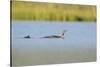 Red-Throated Diver (Gavia Stellata) Adult and Chick Onloch, Flow Country, North Scotland, July-Mark Hamblin-Stretched Canvas