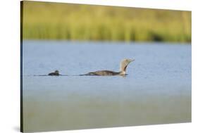 Red-Throated Diver (Gavia Stellata) Adult and Chick Onloch, Flow Country, North Scotland, July-Mark Hamblin-Stretched Canvas