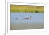 Red-Throated Diver (Gavia Stellata) Adult and Chick Onloch, Flow Country, North Scotland, July-Mark Hamblin-Framed Photographic Print