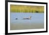 Red-Throated Diver (Gavia Stellata) Adult and Chick Onloch, Flow Country, North Scotland, July-Mark Hamblin-Framed Photographic Print