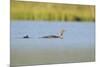 Red-Throated Diver (Gavia Stellata) Adult and Chick Onloch, Flow Country, North Scotland, July-Mark Hamblin-Mounted Photographic Print