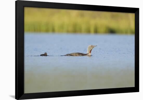 Red-Throated Diver (Gavia Stellata) Adult and Chick Onloch, Flow Country, North Scotland, July-Mark Hamblin-Framed Photographic Print