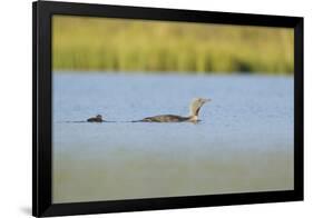 Red-Throated Diver (Gavia Stellata) Adult and Chick Onloch, Flow Country, North Scotland, July-Mark Hamblin-Framed Photographic Print