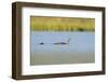Red-Throated Diver (Gavia Stellata) Adult and Chick Onloch, Flow Country, North Scotland, July-Mark Hamblin-Framed Photographic Print