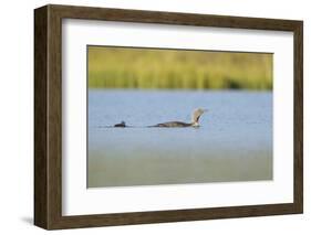 Red-Throated Diver (Gavia Stellata) Adult and Chick Onloch, Flow Country, North Scotland, July-Mark Hamblin-Framed Photographic Print