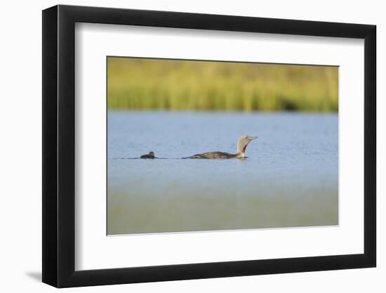 Red-Throated Diver (Gavia Stellata) Adult and Chick Onloch, Flow Country, North Scotland, July-Mark Hamblin-Framed Photographic Print