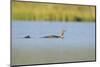 Red-Throated Diver (Gavia Stellata) Adult and Chick Onloch, Flow Country, North Scotland, July-Mark Hamblin-Mounted Photographic Print