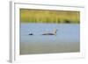 Red-Throated Diver (Gavia Stellata) Adult and Chick Onloch, Flow Country, North Scotland, July-Mark Hamblin-Framed Photographic Print