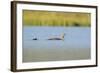 Red-Throated Diver (Gavia Stellata) Adult and Chick Onloch, Flow Country, North Scotland, July-Mark Hamblin-Framed Photographic Print