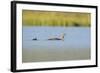 Red-Throated Diver (Gavia Stellata) Adult and Chick Onloch, Flow Country, North Scotland, July-Mark Hamblin-Framed Photographic Print