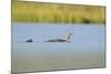 Red-Throated Diver (Gavia Stellata) Adult and Chick Onloch, Flow Country, North Scotland, July-Mark Hamblin-Mounted Photographic Print