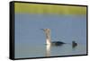 Red-Throated Diver (Gavia Stellata) Adult and Young Chick on Breeding Loch, Scotland, UK, July-Mark Hamblin-Framed Stretched Canvas