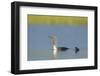 Red-Throated Diver (Gavia Stellata) Adult and Young Chick on Breeding Loch, Scotland, UK, July-Mark Hamblin-Framed Photographic Print