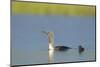 Red-Throated Diver (Gavia Stellata) Adult and Young Chick on Breeding Loch, Scotland, UK, July-Mark Hamblin-Mounted Photographic Print