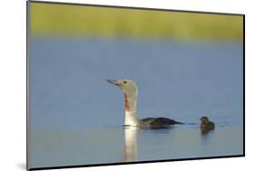 Red-Throated Diver (Gavia Stellata) Adult and Young Chick on Breeding Loch, Scotland, UK, July-Mark Hamblin-Mounted Photographic Print