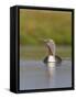 Red-Throated Diver (Gavia Stellata) Adult on Breeding Loch, Flow Country, Highland, Scotland, UK-Mark Hamblin-Framed Stretched Canvas
