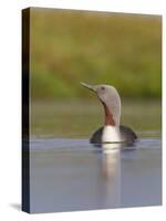 Red-Throated Diver (Gavia Stellata) Adult on Breeding Loch, Flow Country, Highland, Scotland, UK-Mark Hamblin-Stretched Canvas