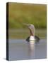 Red-Throated Diver (Gavia Stellata) Adult on Breeding Loch, Flow Country, Highland, Scotland, UK-Mark Hamblin-Stretched Canvas