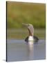 Red-Throated Diver (Gavia Stellata) Adult on Breeding Loch, Flow Country, Highland, Scotland, UK-Mark Hamblin-Stretched Canvas