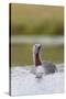 Red-Throated Diver (Gavia Stellata) Adult on Breeding Loch, Flow Country, Highland, Scotland, UK-Mark Hamblin-Stretched Canvas
