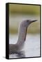 Red-Throated Diver (Gavia Stellata) Adult on Breeding Loch, Flow Country, Highland, Scotland, UK-Mark Hamblin-Framed Stretched Canvas