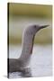 Red-Throated Diver (Gavia Stellata) Adult on Breeding Loch, Flow Country, Highland, Scotland, UK-Mark Hamblin-Stretched Canvas