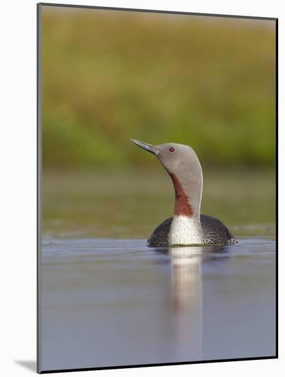 Red-Throated Diver (Gavia Stellata) Adult on Breeding Loch, Flow Country, Highland, Scotland, UK-Mark Hamblin-Mounted Photographic Print