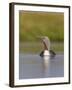 Red-Throated Diver (Gavia Stellata) Adult on Breeding Loch, Flow Country, Highland, Scotland, UK-Mark Hamblin-Framed Photographic Print