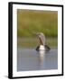 Red-Throated Diver (Gavia Stellata) Adult on Breeding Loch, Flow Country, Highland, Scotland, UK-Mark Hamblin-Framed Photographic Print