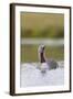 Red-Throated Diver (Gavia Stellata) Adult on Breeding Loch, Flow Country, Highland, Scotland, UK-Mark Hamblin-Framed Photographic Print